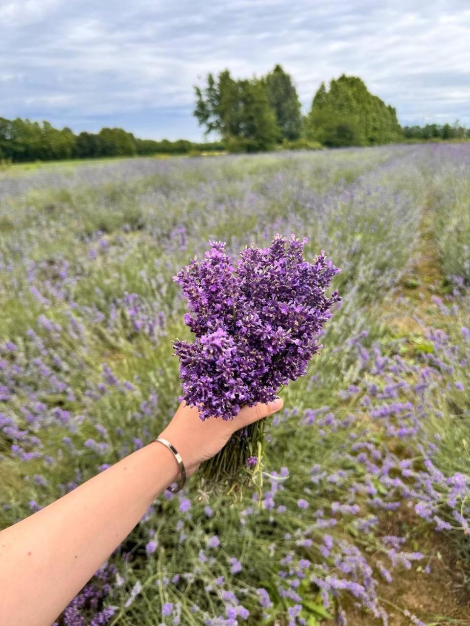 Lavender Near Venice Airport Apartamento
